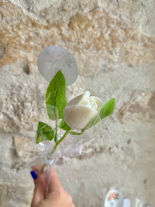 Tulipe parfumée 💐